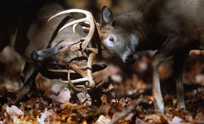 Texas Bowhunter Arrows Fighting Buck