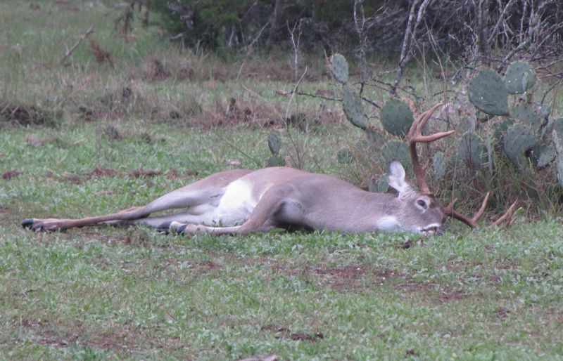 Habitat Quantity and Quality Impact White-tailed Deer Harvest Rates