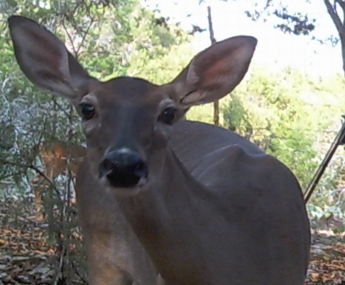 Should doe harvest be a part of your deer management plan?