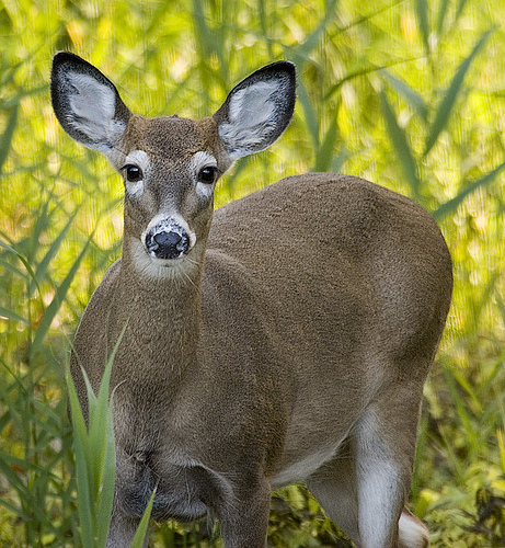 Deer Density, Buck to Doe Ratio, and Harvest Rates