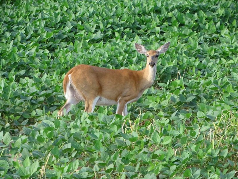Whitetail Doe in Soybean Field