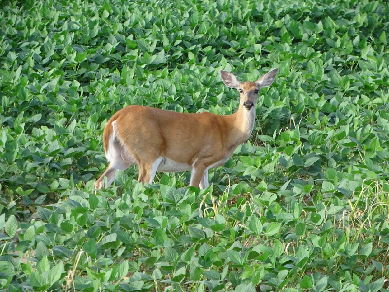 Feeding Soybeans to Supplement White-tailed Deer