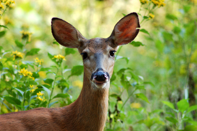 Food Preferences of White-tailed Deer