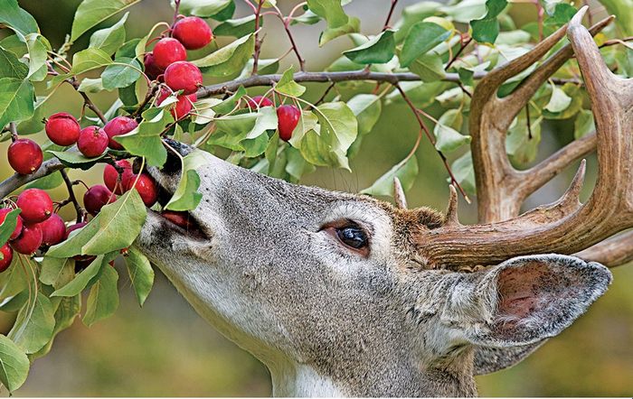 Whitetail Deer Food Preferences