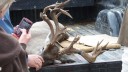 Big Non-typical Whitetail Buck from Brown County