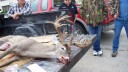 Big Non-typical Whitetail Buck from Brown County