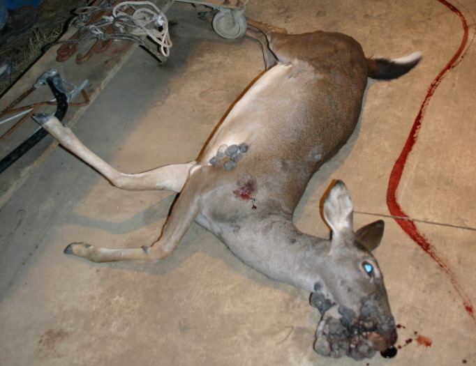White-tailed Doe with Fibromasts