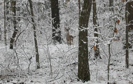 Winter Tough on White-tailed Deer