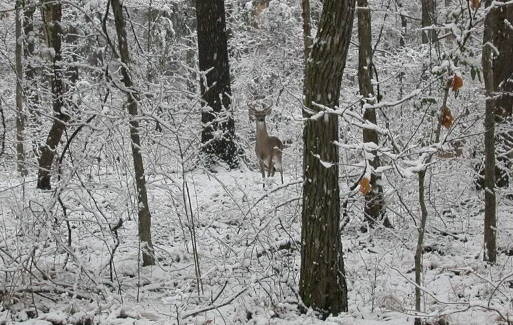 This whitetail buck is going strong in late winter.