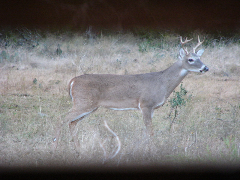 Deer Management: Stands Counts to Survey Deer