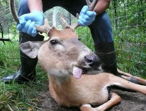 Deer Management: Lumpy Jaw in Whitetail Deer
