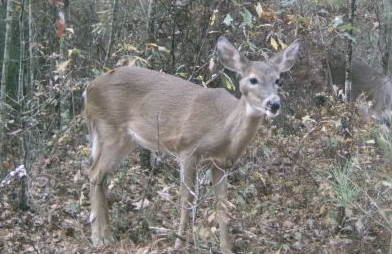 Whitetail Deer Management: Lumpy Jaw in Whitetail Deer