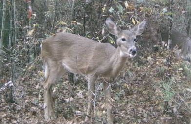Whitetail Deer Management: Lumpy Jaw in Whitetail Deer
