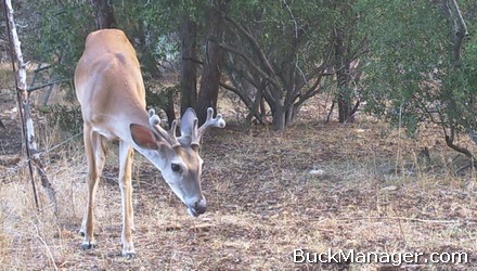 Whitetail Stag Bucks Never Lose Their Velvet or Antlers