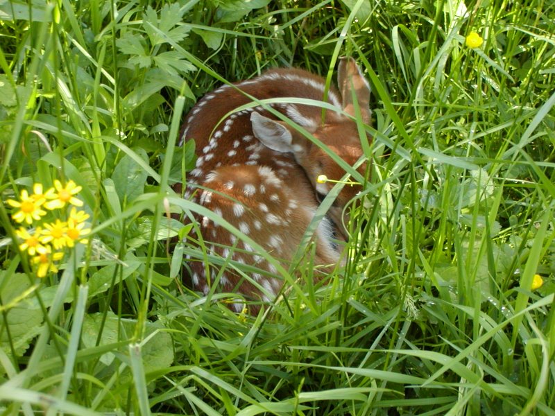 White-tailed deer fawn hides in dense grass.