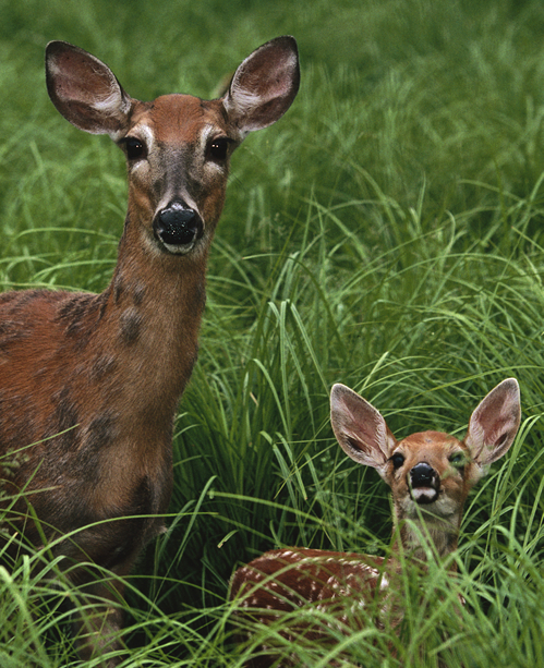 Better Fawn Survival for More Bucks