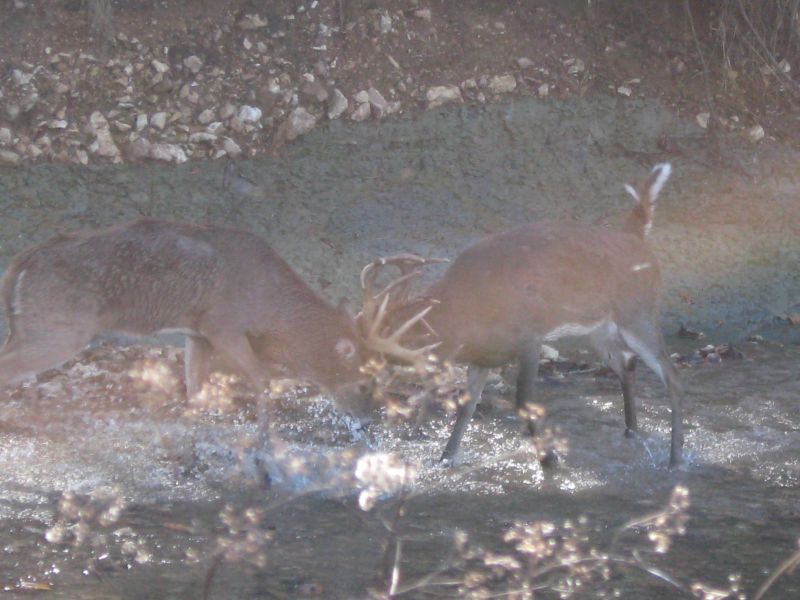 Deer Management Nightmare: Two Big Bucks Lock Antlers!