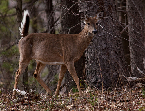 Precautions for Processing Deer