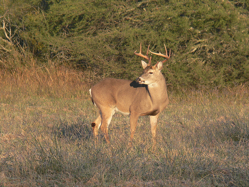 Browse consumption can be used for better whitetail deer management