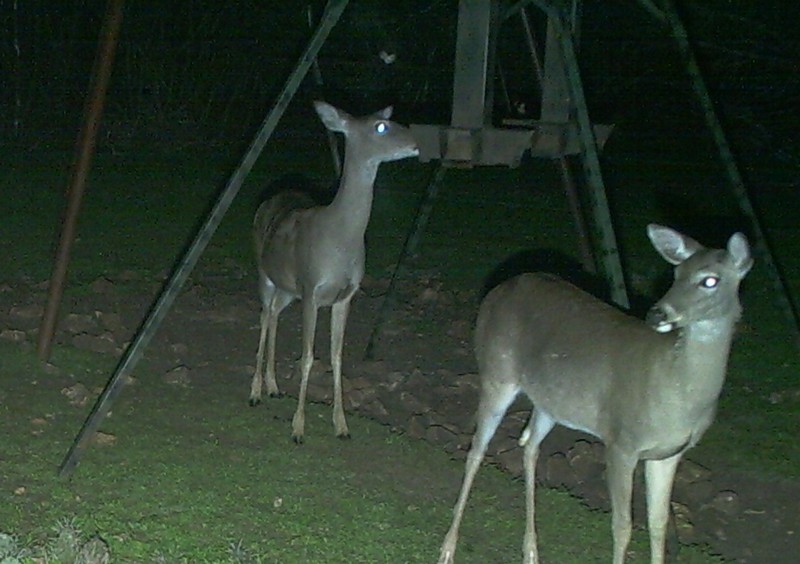 Deer Management Techniques: Supplemental Feeding in Perspective