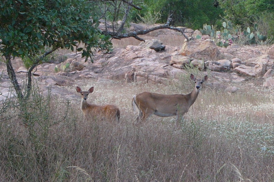 Survey Deer: Get Ready for Deer Season