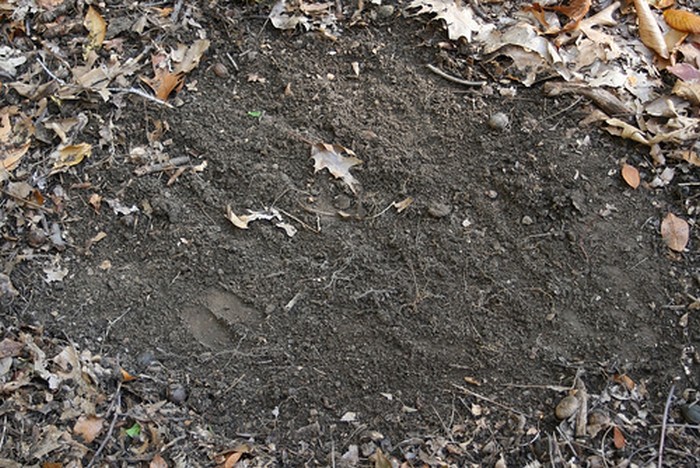 Whitetail Buck Scrape