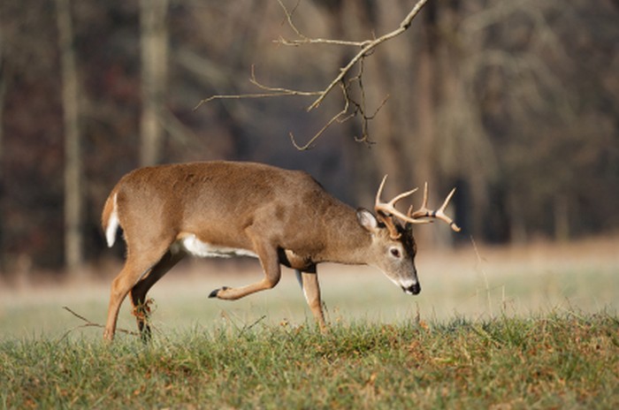 Hunt Scrapes After a Rain