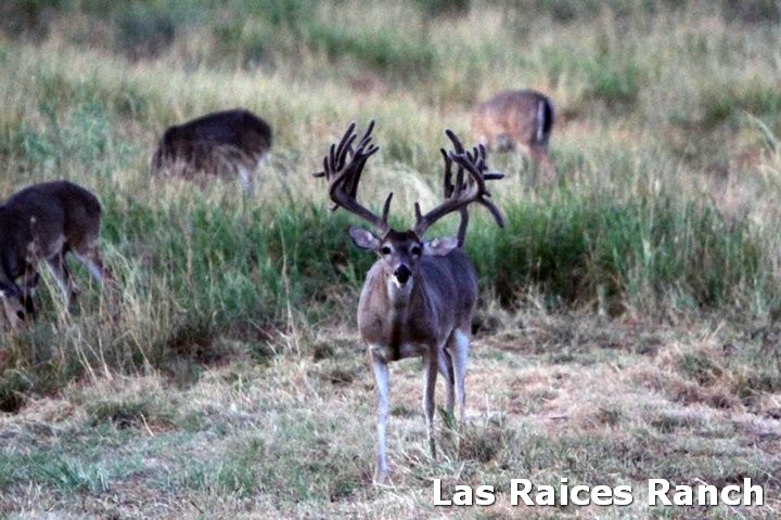 New Texas Non-Typical Whitetail Buck - 311 4/8