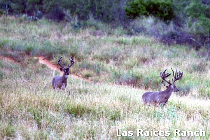 New Texas Non-Typical Whitetail Buck - 311 4/8