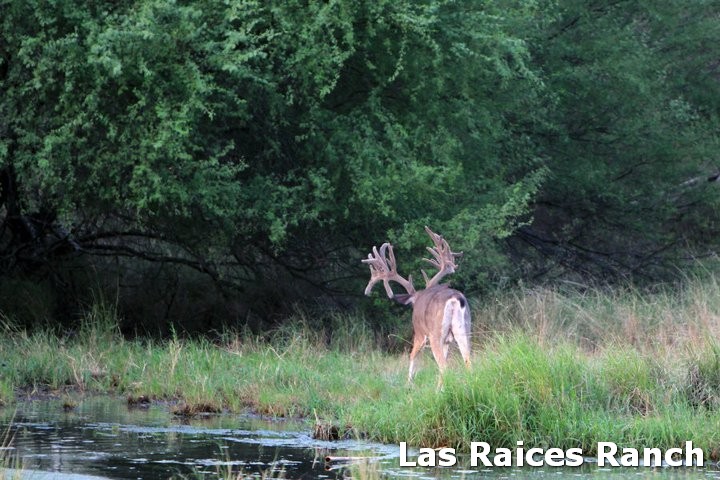 New Texas Non-Typical Whitetail Buck - 311 4/8