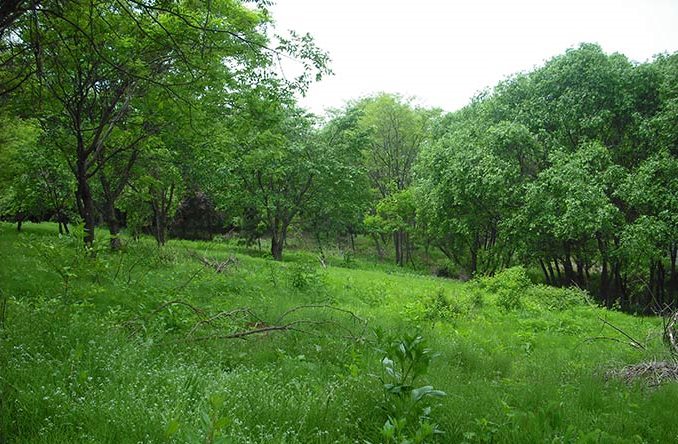 Improve Deer Habitat: Create Forest Openings