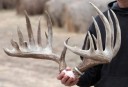 Potential Nebraska Record Typical Whitetail Buck 203 4/8