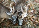 Two Bucks Found and Shot while Deer Hunting