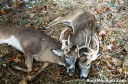 Two Bucks Locked, Shot by Illinois Hunter