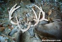 Locked Bucks Shot by Illinois Hunter