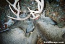 Locked Bucks Shot by Deer Hunter