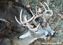 Whitetail Deer Hunting: Locked Bucks Shot by Hunter