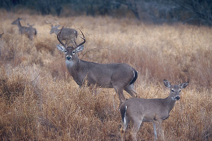 Whitetail Deer Management: Young Bucks and Breeding