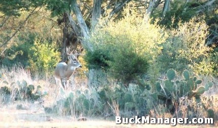 Grow Bigger Bucks: Deer Management, Habitat Improvement and Rain!