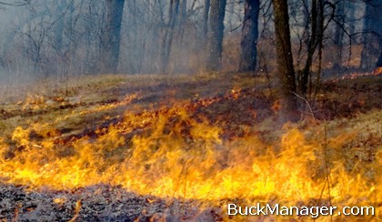 Deer Habitat Improvement: Prescribed Burning for Wildlife