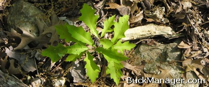 Texas Oak: Habitat Management for Improved Whitetail Deer Hunting