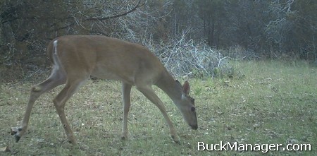 Whitetail Deer Hunting in Texas for Habitat Management