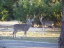 Urban Deer Management: Whitetail Buck in Bulverde, Texas