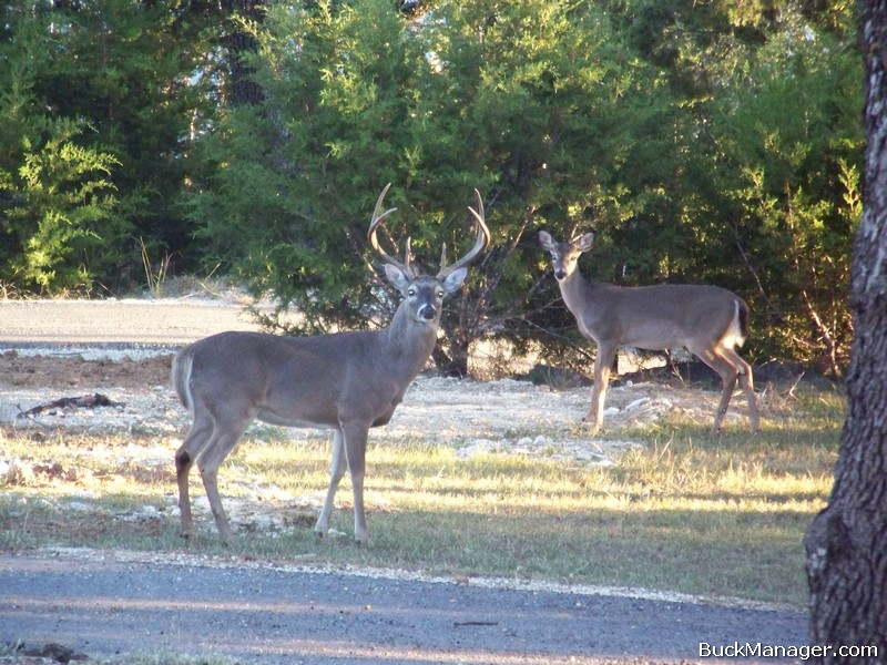 Urban Deer Management: Whitetail Buck in Bulverde, Texas