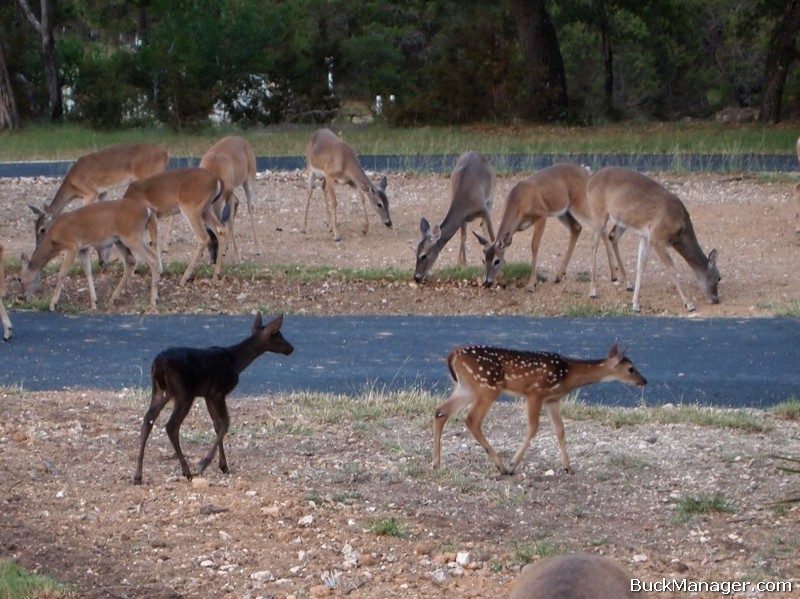 Urban Deer Management: Melanistic Black Fawn