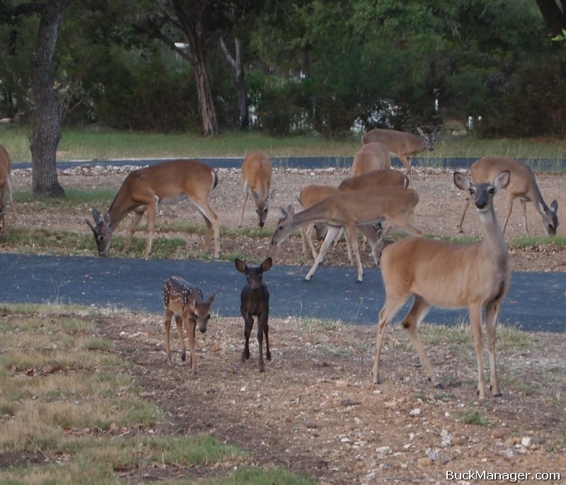 Deer Management: Melanistic Black Fawn in Bulverde, Texas