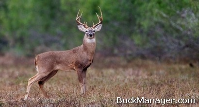 Antler Restrictions, Concerns Continue in Texas