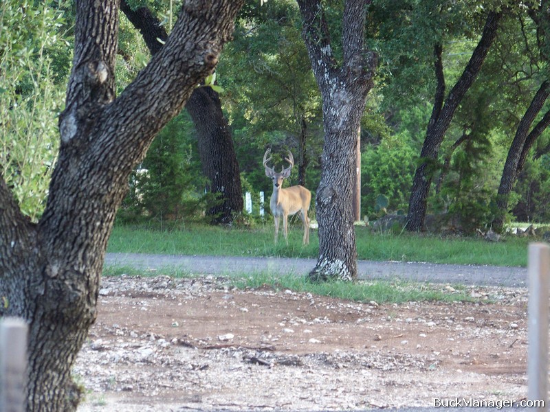 Controlling Urban Whitetail: Deer Management for Population Control