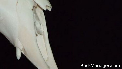 Whitetail Deer with Canine Teeth - Deer with Fangs