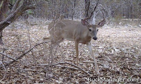 Shoot Early This Deer Season